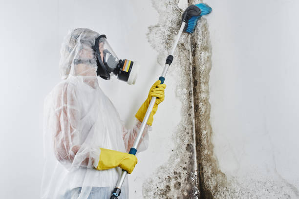 Best Commercial Mold Remediation in Mineral Springs, AR